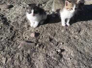 Grajewo ogłoszenia: Witam mam do oddania 4 małe kotki. Kociaki są z końca sierpnia i... - zdjęcie