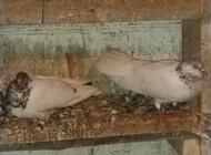 Grajewo ogłoszenia: Sprzedam 4 pary parzyste budapesztów 15 zł sztuka - zdjęcie